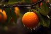 Generic orange in rain Adobe Stock