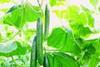 Market eager for UK cues