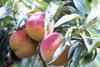 Coag Spain nectarines