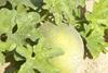 Israel_Bio-Melonenanbau_2007__4_.jpg