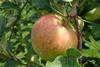 Weniger zubeißen: Apfelernte 2017
