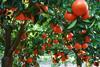 CGA erhöht Prognose für Citrus-Exporte