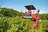 Blackcurrant growers are investing in climate resilience
