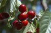 Spanish Picota cherries hit the UK