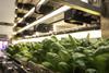 Stacked Farm Australia Gold Coast facility — Lettuce on conveyer moving to harvest
