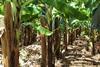 Australian Banana production