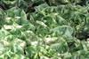 Lettuce behind poisoning outbreak