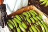 Green bananas