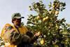 Argentina's citrus sendings stall