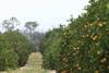 Alico citrus grove Florida