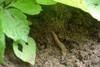 Growers face off against slugs
