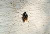 csm_0509Bienen_Hitze-Landnutzung2-www_5204ba3808
