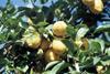 Lemons in size squeeze