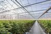glasshouse