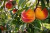 Nectarines on tree Adobe Stock