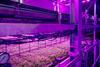 Strawberries could offer greater flexibility and more predictable demand