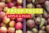 Fresh Focus Apples and Pears