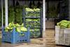 Bananas packed for export Adobe Stock