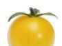 $350,000 a kilo tomato seeds