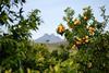 South Africa Mandarins on tree