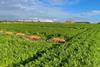BCGA's 2024 carrot Demonstration Day