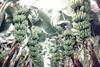 Ecuador's banana sector splits