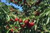 JO Sims Washington cherries