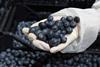 Serbian blueberries