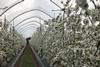 Haygrove cherries
