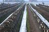 NZ asparagus