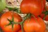 Zeraim Gedera field trials