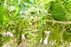 Australia Sunraysia young grapes