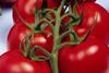 Schweizer Tomaten: Gute Umweltbilanz