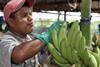 Chiquita Panama