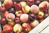 Chilean stonefruit recovery has boosted sendings