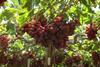 FreshAtacama grapes Chile