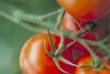 Greenery takes supermarket accolade