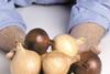 Onion crops in serious trouble