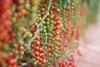 Hydroponic tomatoes