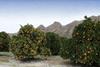 South Africa Citrus Western Cape Adobe Stock