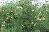 South African pear season begins