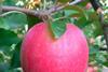 Pink Lady apple