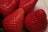 Egyptian strawberries