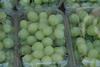 uvas trauben daphne schmidt