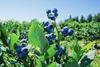 Blueberries Burlington Washington USA