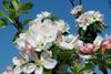 WInd and rain played havoc with blossom in some areas