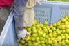 Abbotsleigh Citrus