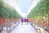 Thanet Earth continues to expand its glasshouse footprint