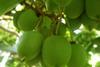 Giumarra kiwiberries New Zealand