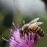 Almost 20 per cent of UK honeybee colonies died last winter